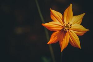 Colorful Flowers in Spring Background photo