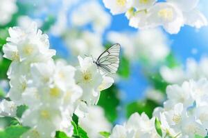 Colorful Flowers in Spring Background photo