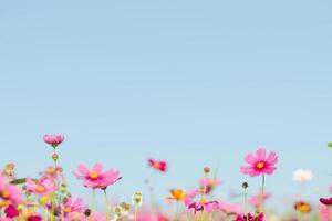 Colorful Flowers in Spring Background photo