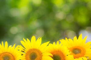 Colorful Flowers in Spring Background photo