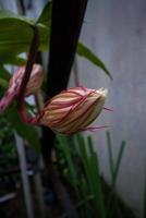 Fresco epiphyllum anguliger o en Indonesia llamado wijaya kusuma foto