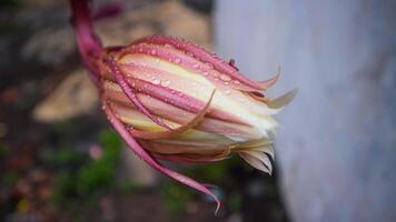 Fresh Epiphyllum anguliger or in Indonesia called Wijaya Kusuma photo