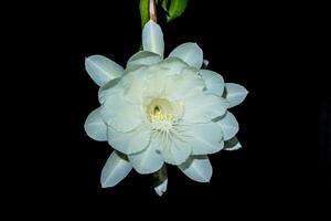 Epiphyllum anguliger. blooming flower in Indonesia called Wijaya Kusuma photo