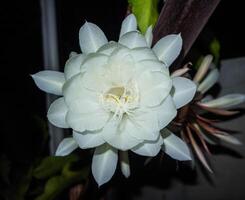 Epiphyllum anguliger. blooming flower in Indonesia called Wijaya Kusuma photo