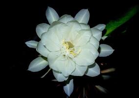 epiphyllum anguliger. floreciente flor en Indonesia llamado wijaya kusuma foto