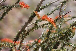 ocotillo, fouquieria brilla, mostrando primavera floraciones en el borrego Valle desierto, un nativo perenne monoclínico arborescente arbusto con racemoso panícula inflorescencias foto