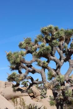 Mohave Alimentum, Yucca Brevifolia, a native arborescent shrub, after flowering, branching occurs, suggesting specimens like this have bloomed many times. Autumn, Little San Bernardino Mountains. photo