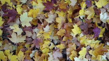 otoño tiene llegado en el afueras y yo caminar en un mar de hojas video