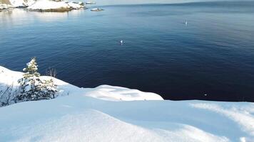 zwei Schwäne schwimmen ruhig im das Meer in der Nähe von das Küste auf ein sonnig Winter Tag im Skandinavien video