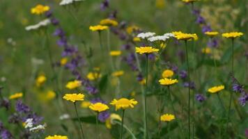 amarillo púrpura y blanco flores en con verde césped siendo naturaleza 4k antecedentes video