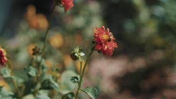 Flower with a bee nature 4k background video