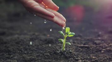 persona riego un pequeño planta por mano naturaleza 4k antecedentes video