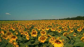 Gigantic field of sunflowers on a sunny day nature 4k background video