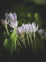 crocuses in the garden photo