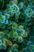 AI generated Green Natural Succulents Harmony photo