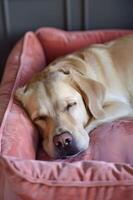 ai generado pacífico perro siesta en rosado cama foto