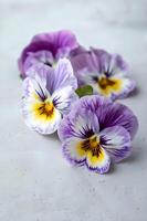 AI generated Edible Pansies Dessert and Salad Garnish photo