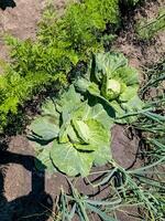 Close up on Fresh cabbage in harvest field. Cabbage are growing in garden. Agriculture concept. photo