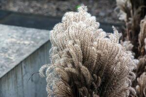 Miscanthus as an element of the urban landscape on the streets of Nitra in cloudy weather in January photo