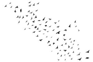 Silhouette sketch of a flock of flying forward birds. Takeoff, flying, flight, flutter, hover, soaring, landing vector