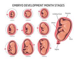 embrión en el útero, establecido. desarrollo y crecimiento del feto en diferentes etapas del embarazo, período mensual. ilustración, vectorial vector