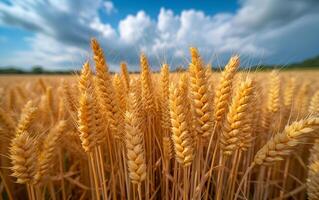 AI generated Wheat field on the background of the setting sun photo