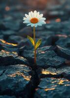 AI generated Lonely daisy grows through the cracked earth. photo