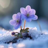 ai generado primero flores en primavera. primero flores en primavera crecer en el nieve foto