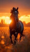 ai generado negro caballo corriendo en el prado a el puesta de sol foto