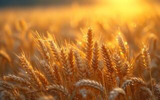 AI generated An image of some grains in the background. Wheat field at sunrise on sunny spring day photo