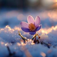 ai generado primero flores en primavera. primero flores en primavera crecer en el nieve foto