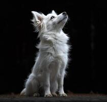 AI generated White dog sitting on the floor and looking up photo