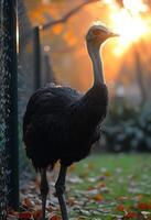 AI generated Ostrich standing on the grass in the sunset photo