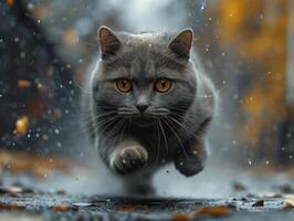 ai generado británico cabello corto gato corriendo en el lluvia con borroso antecedentes foto