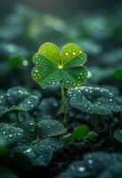 AI generated Green four leaf clover with dew on it photo