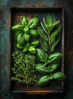 AI generated Fresh herbs on tray. Some different herbs photo