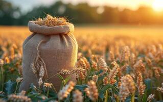 AI generated Sack of wheat on the field at sunset. Grain of wheat bag in a field photo