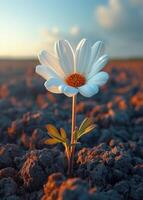 AI generated Lonely daisy grows in dry field photo