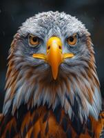 ai generado retrato de dorado águila con negro antecedentes foto