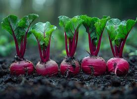 AI generated Fresh organic radish growing on the soil in the garden photo