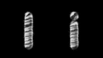 3d animação do uma maiúscula e minúsculas zebra de lã carta Eu video