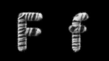 3D animation of a uppercase and lowercase Zebra woolen letter F video