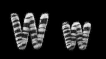 3D animation of a uppercase and lowercase Zebra woolen letter W video