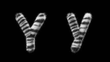 3D animation of a uppercase and lowercase Zebra woolen letter Y video