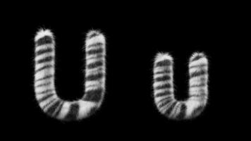 3D animation of a uppercase and lowercase Zebra woolen letter U video