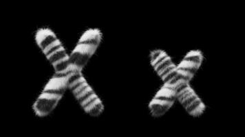 3D animation of a uppercase and lowercase Zebra woolen letter X video