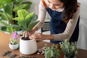 The concept of eco friendly housing, plant care and gardening. Relax home gardening. Gardener woman asian hand planting flower in pot. woman takes care of plant photo