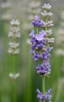 común lavanda, Lavandula angustifolia foto