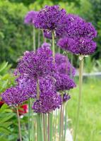 Persian onion, Allium hollandicum photo