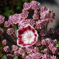 Mountain laurel, Kalmia latifolia photo